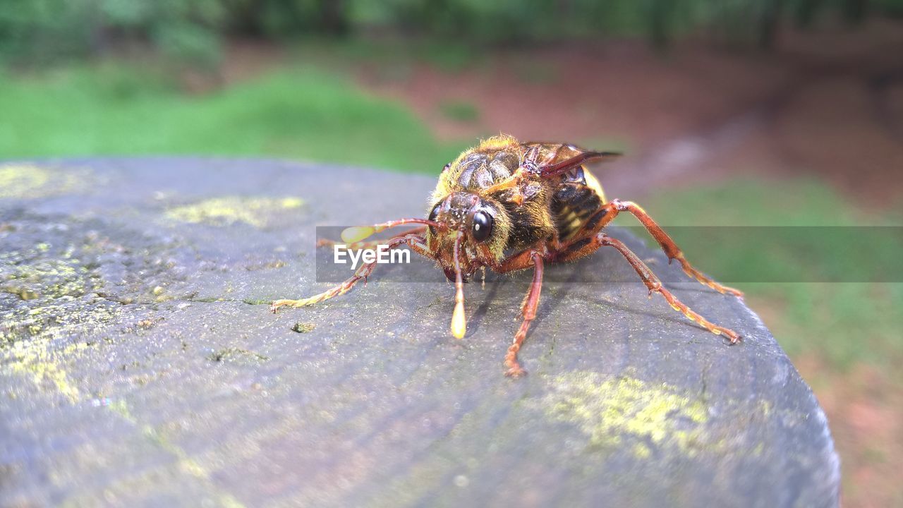 Close-up of insect on tree stump