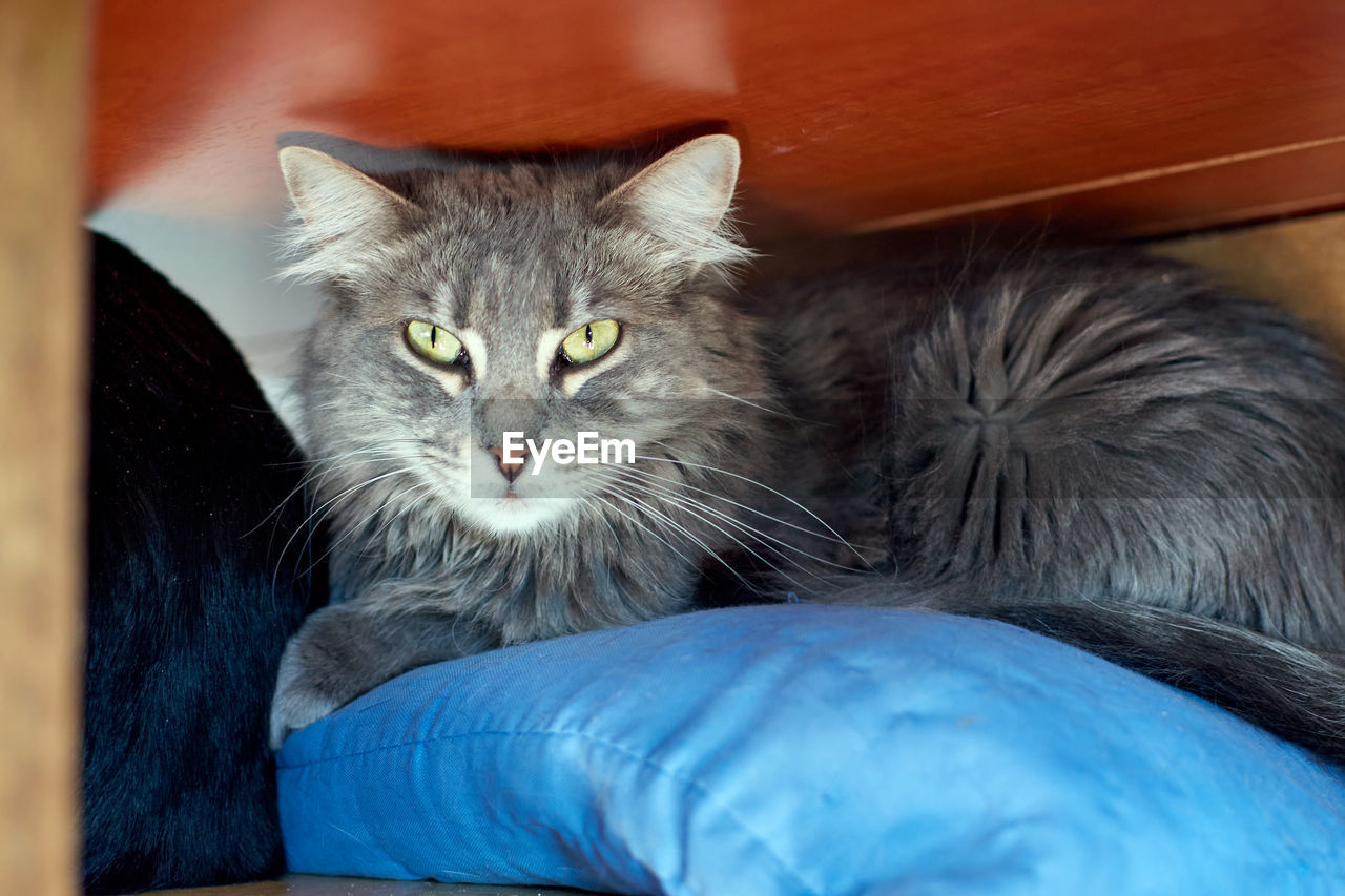 CLOSE-UP PORTRAIT OF CAT RELAXING ON SOFA