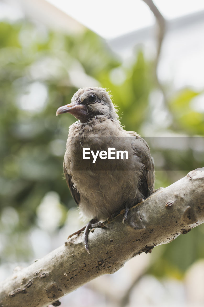 CLOSE-UP OF BIRD PERCHING ON A BRANCH