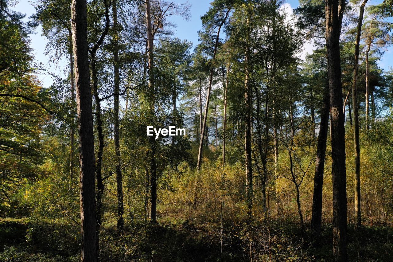 TREES GROWING IN FOREST