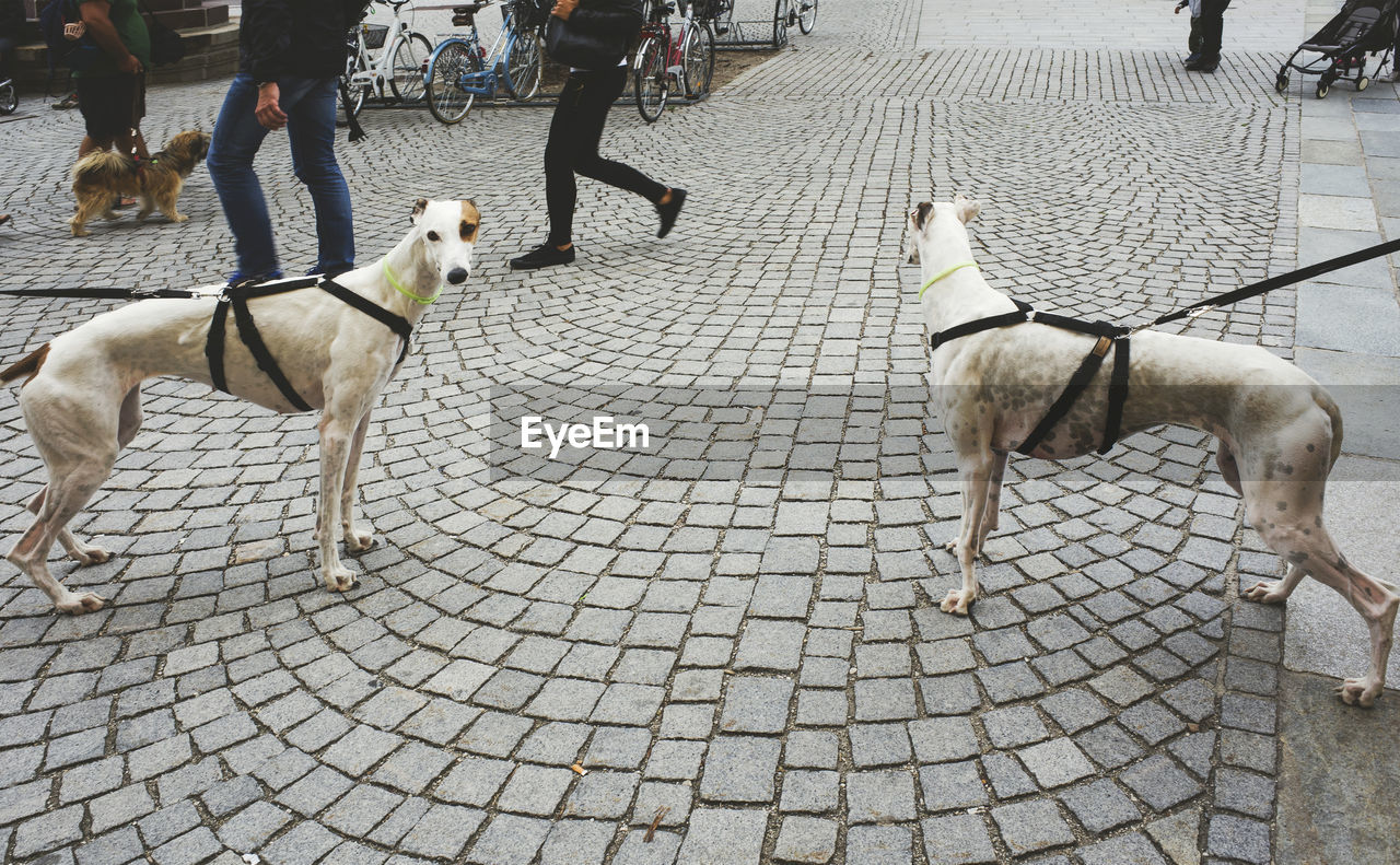 Dogs tied to leashes on cobbled street