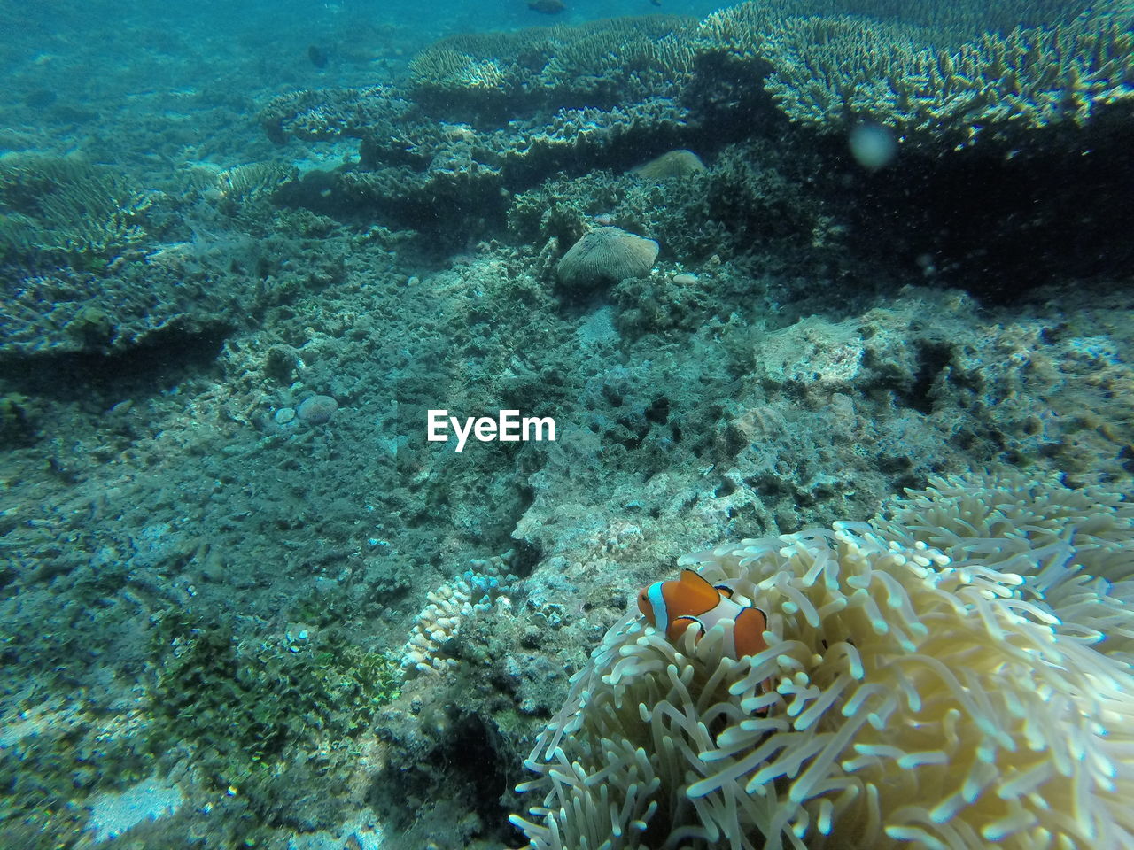 Clownfish swimming by sea anemone underwater