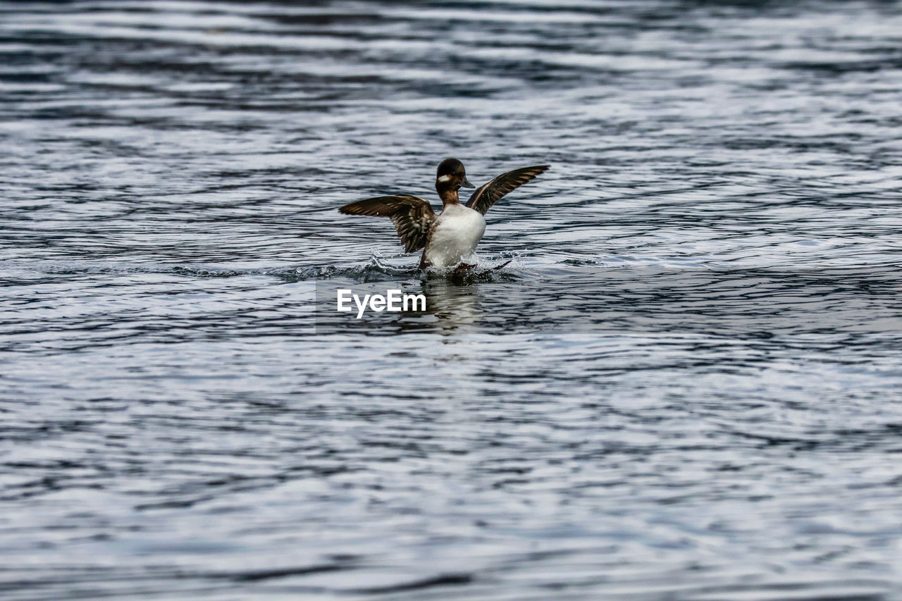 animal themes, animal, animal wildlife, wildlife, water, bird, one animal, duck, swimming, sea, no people, waterfront, nature, day, motion, flying, water bird, rippled, outdoors, spread wings, beauty in nature, selective focus, wing, ducks, geese and swans