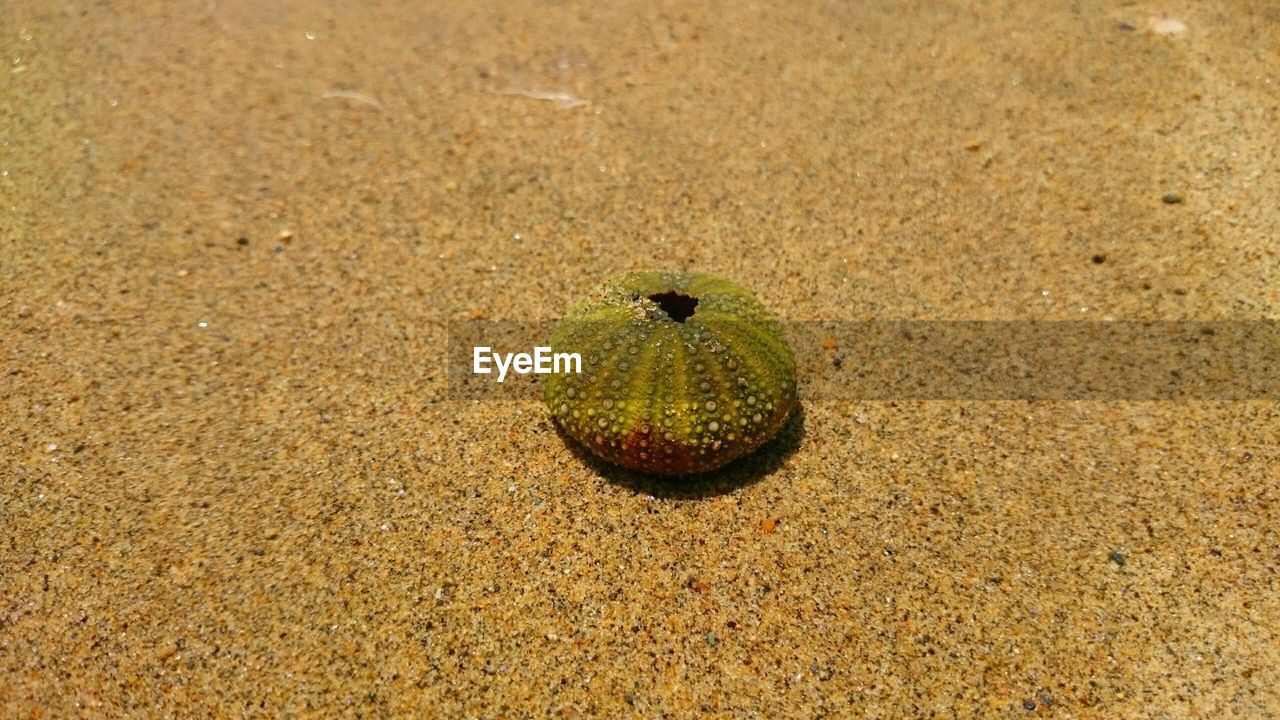 High angle view of sea urchin on sand at beach