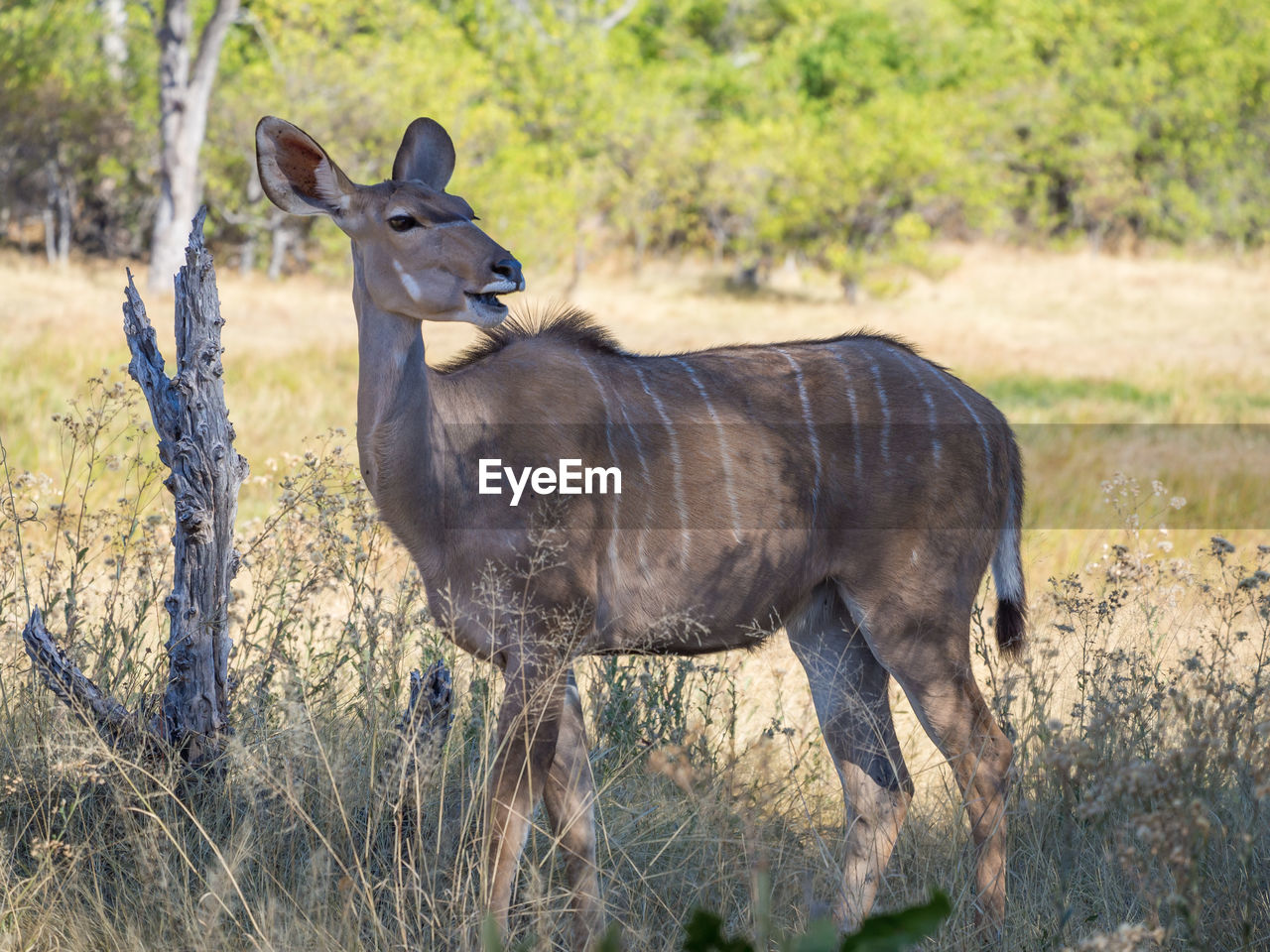 Portrait of female greater kudu antelope standing in savannah, moremi game reserve, botswana, africa