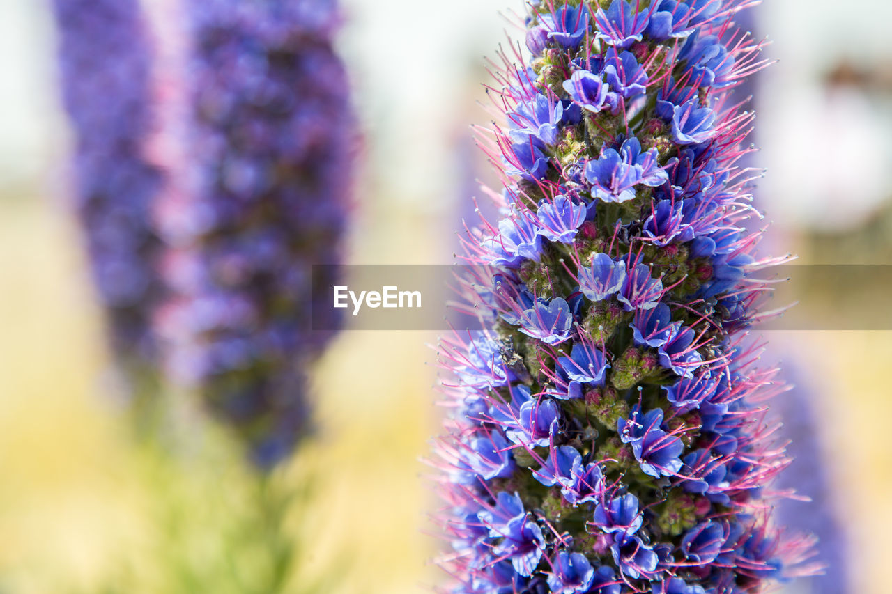 CLOSE-UP OF PURPLE FLOWER PLANT