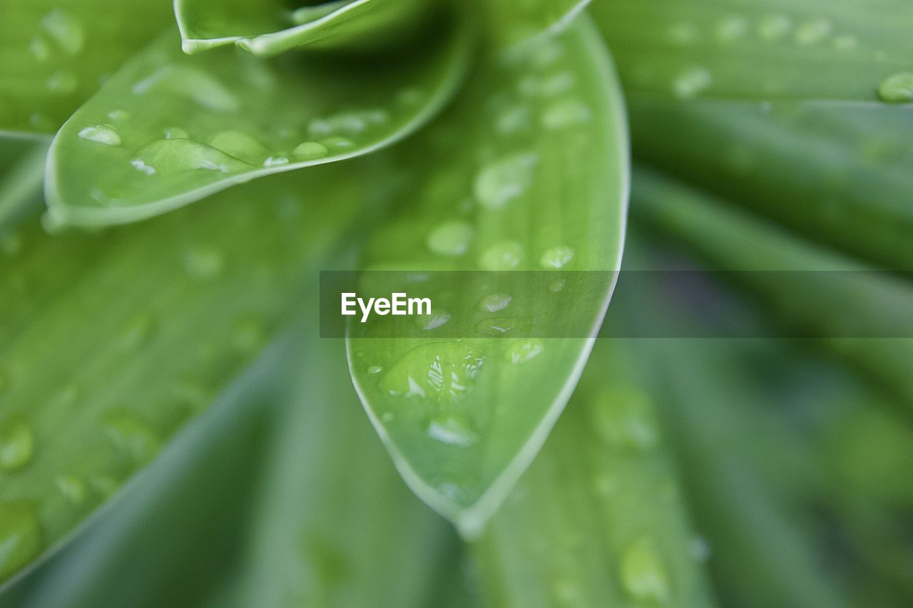 Close-up of raindrops on leaves