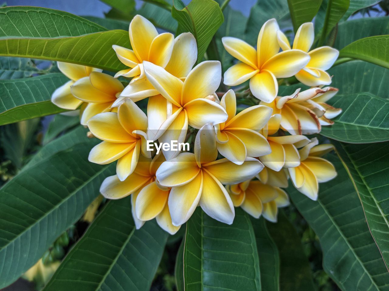 plant, leaf, flowering plant, flower, plant part, beauty in nature, freshness, growth, petal, yellow, close-up, nature, flower head, fragility, frangipani, inflorescence, green, no people, outdoors, day, tropical climate