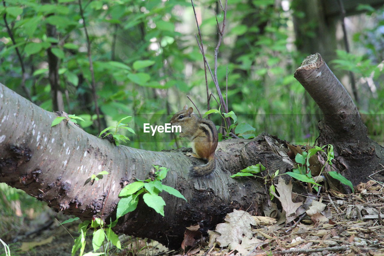 Squirrel on tree trunk