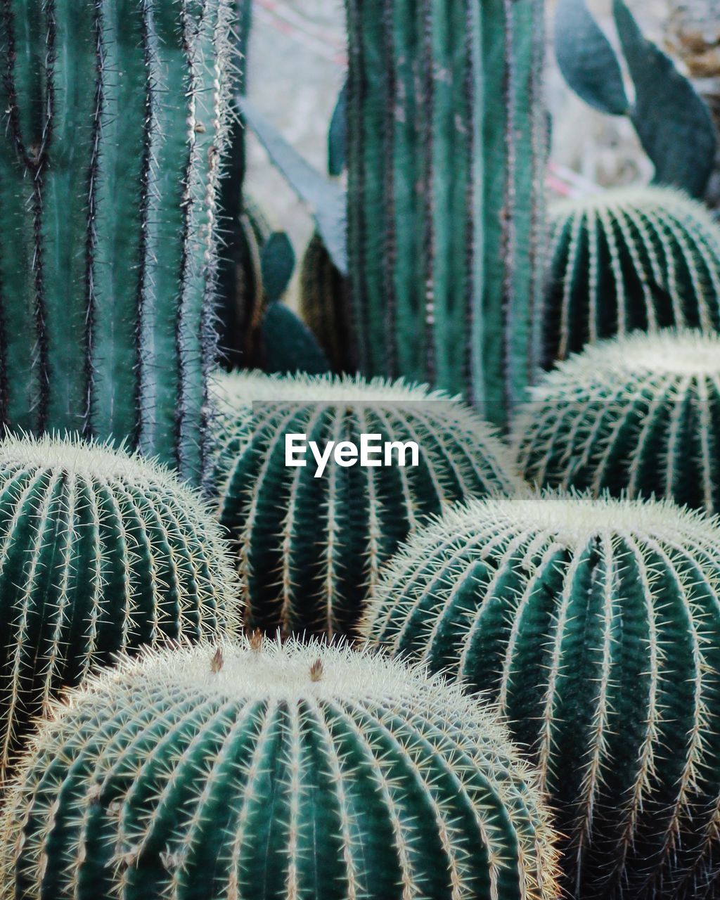 Full frame shot of succulent plants