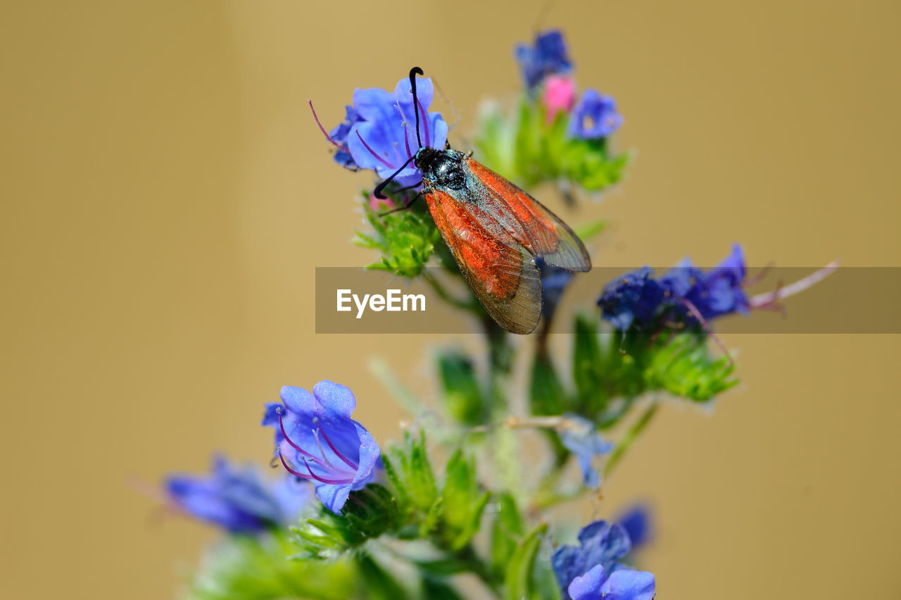 Insects in nationalpark donau-auen -zygaena purpuralis