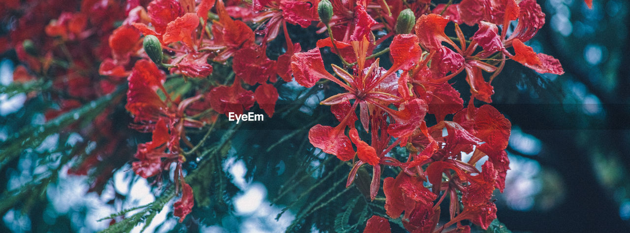 Close-up of wet red flowers blooming in rainy season