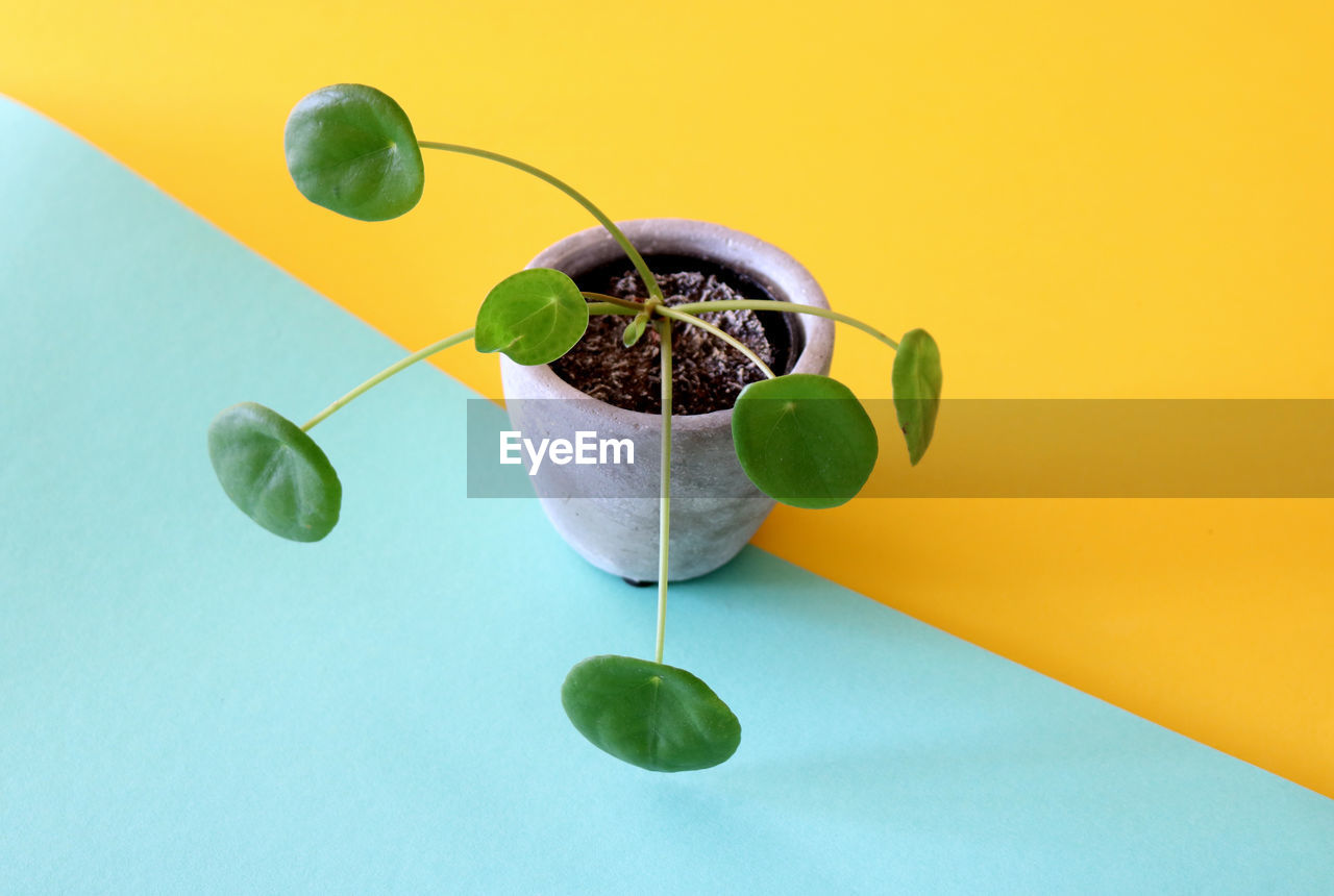 Close-up of plant on colorful table