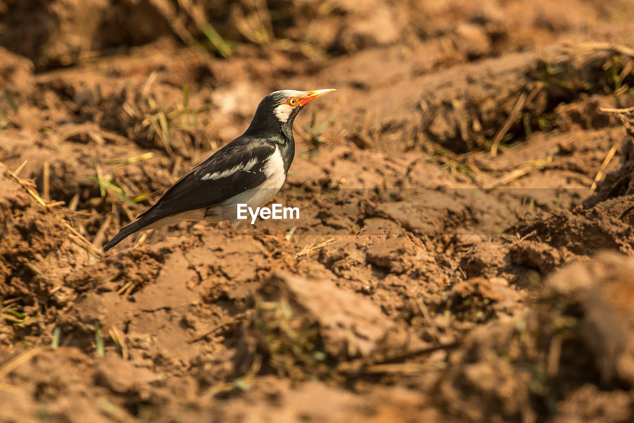 CLOSE-UP OF BIRD PERCHING ON LAND