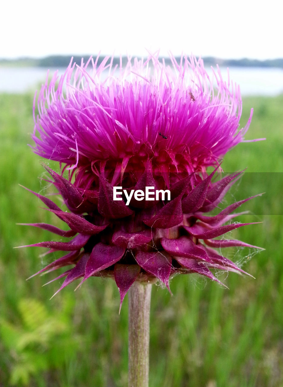 CLOSE-UP OF PINK FLOWER ON PLANT