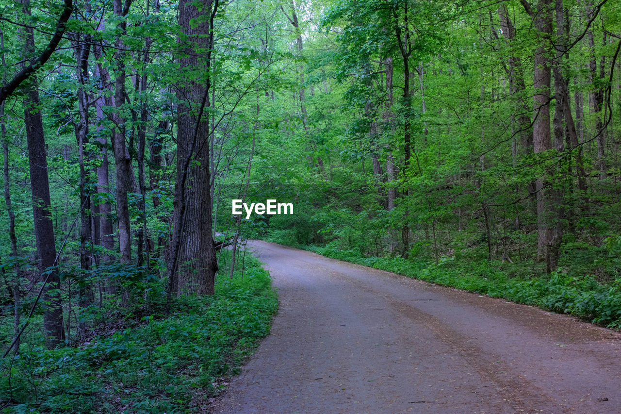 Road amidst trees in forest