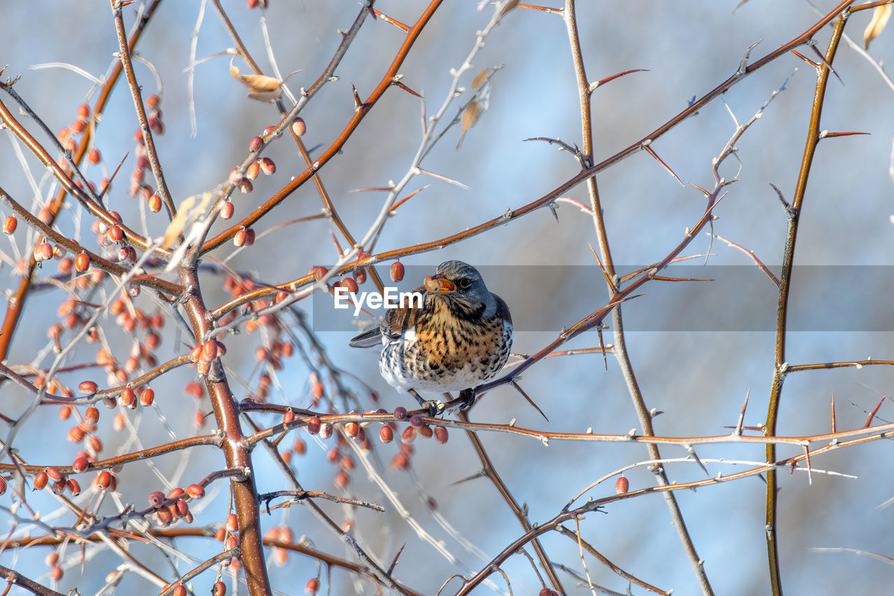 BIRD PERCHING ON TWIG AGAINST TREE