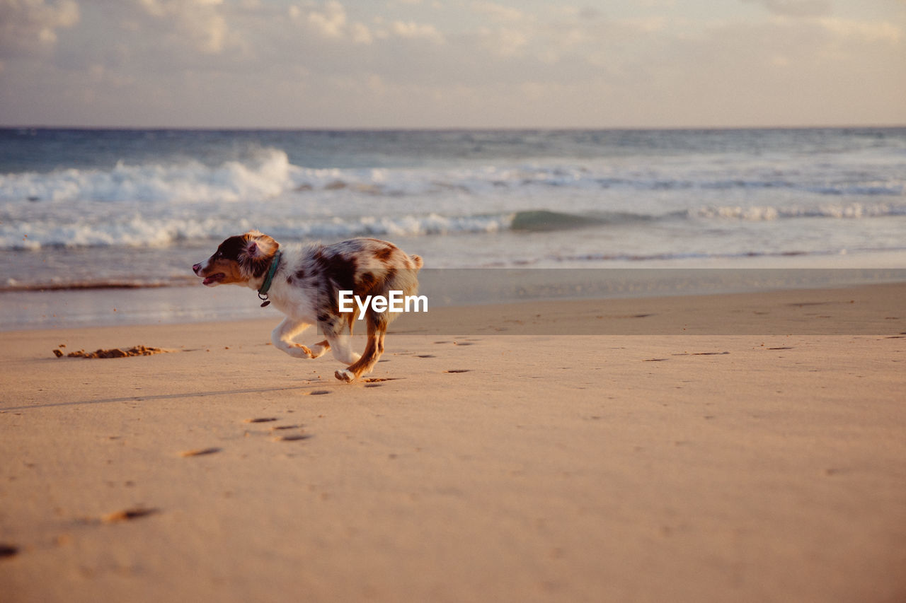 DOG AT BEACH