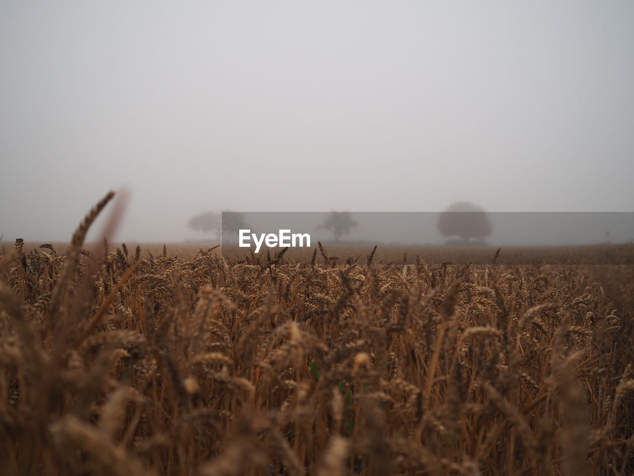 View of wheat field