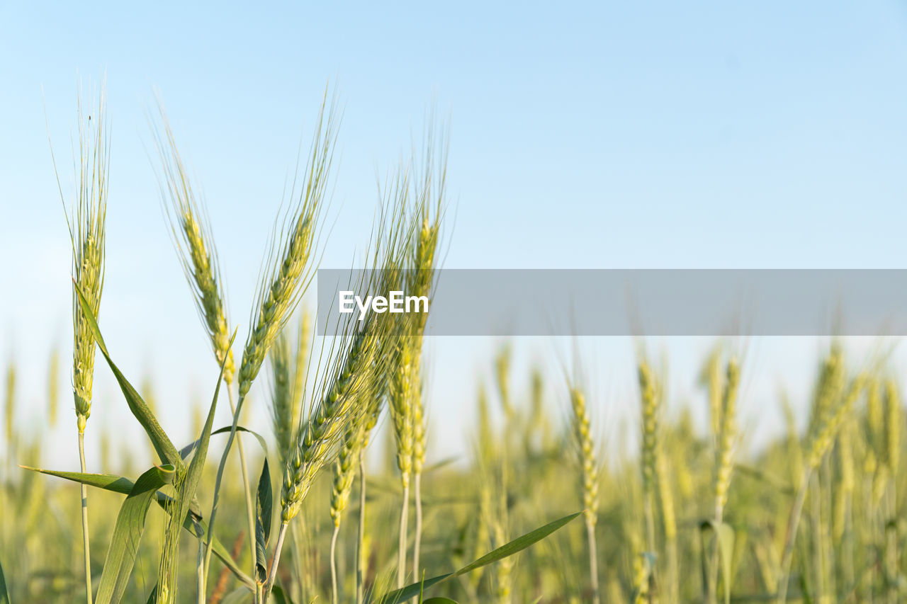 Close-up of crops on field against sky