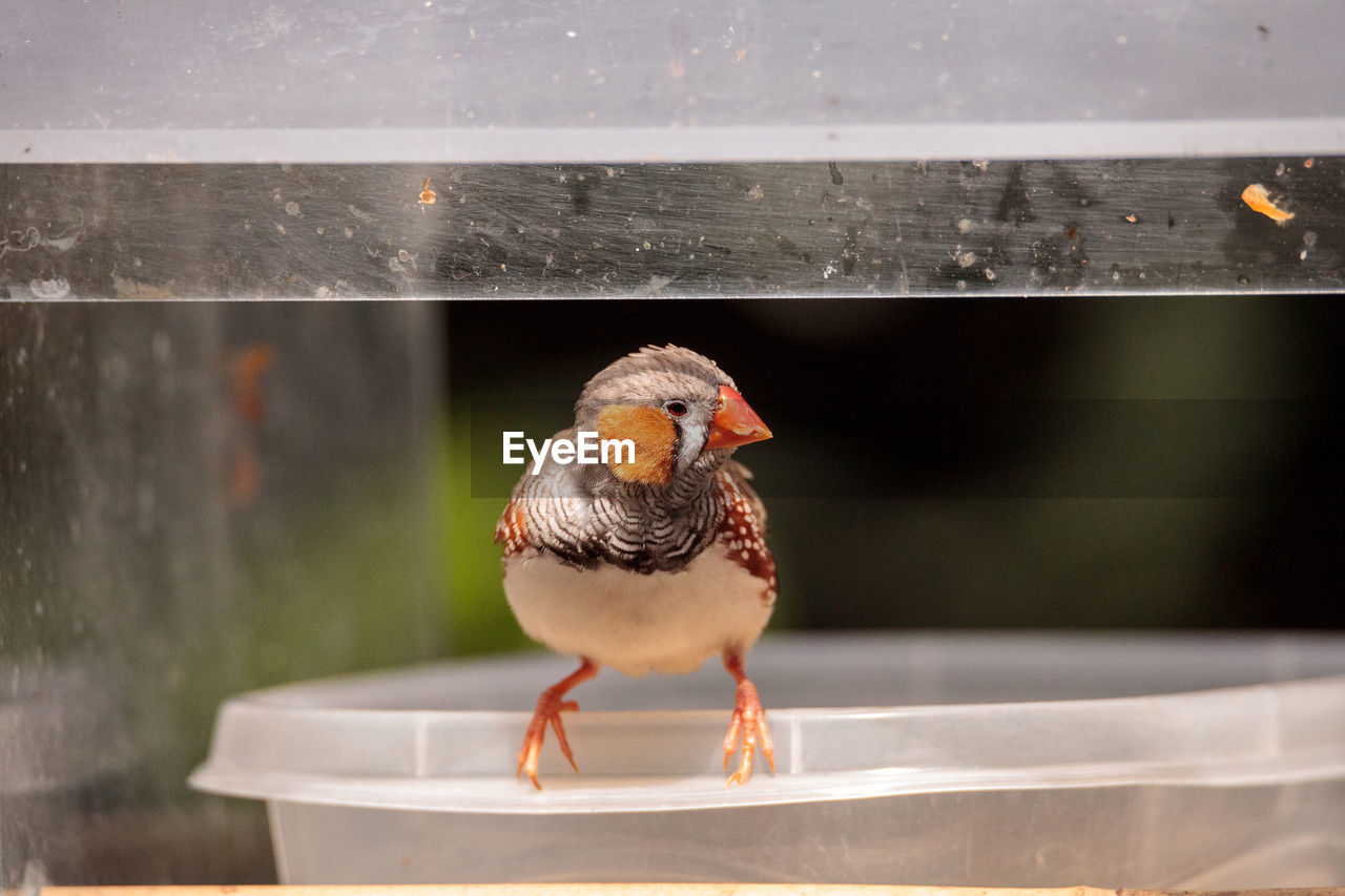 Close-up of bird perching on plastic container