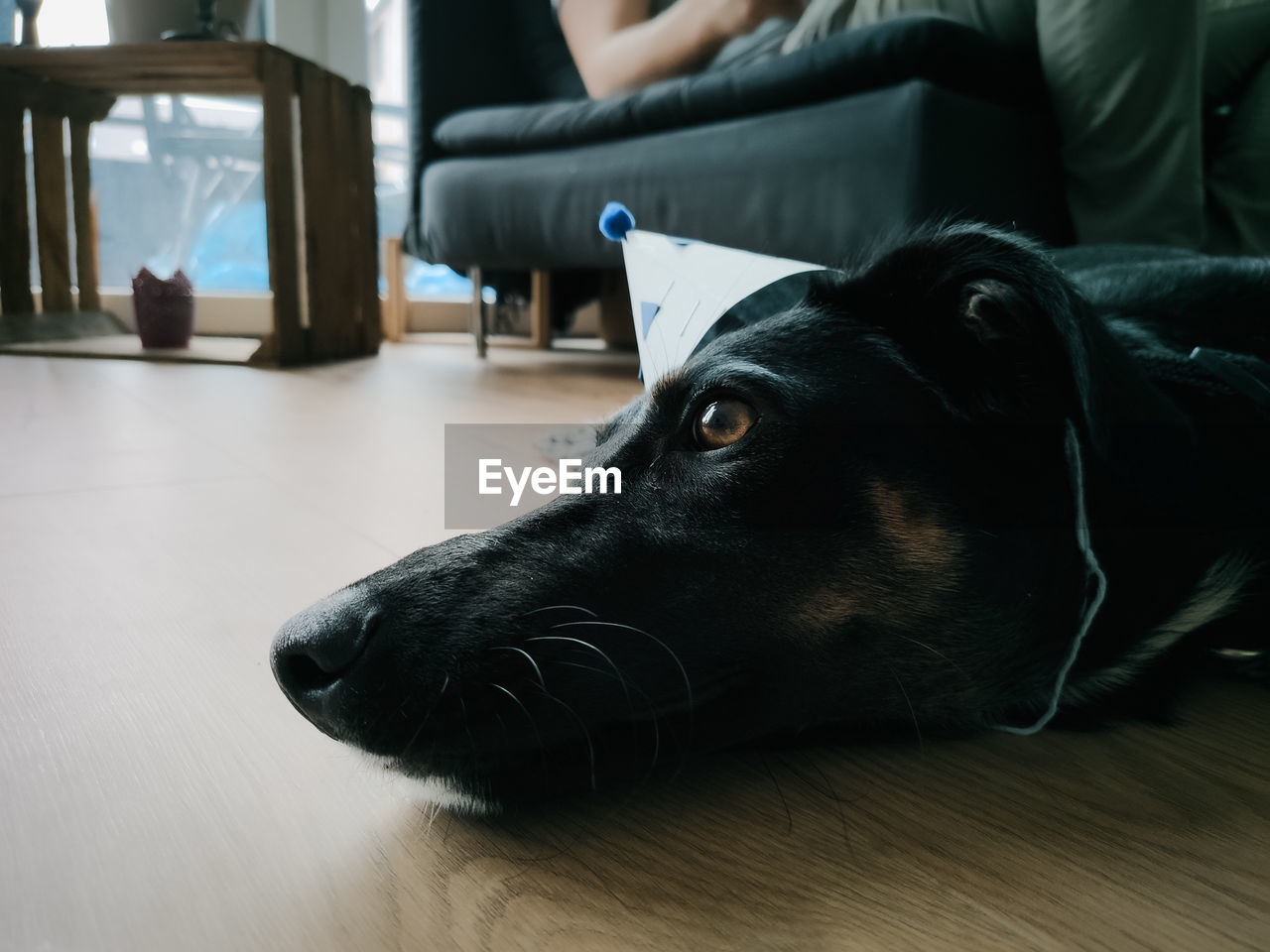 Close-up of dog relaxing on floor at home