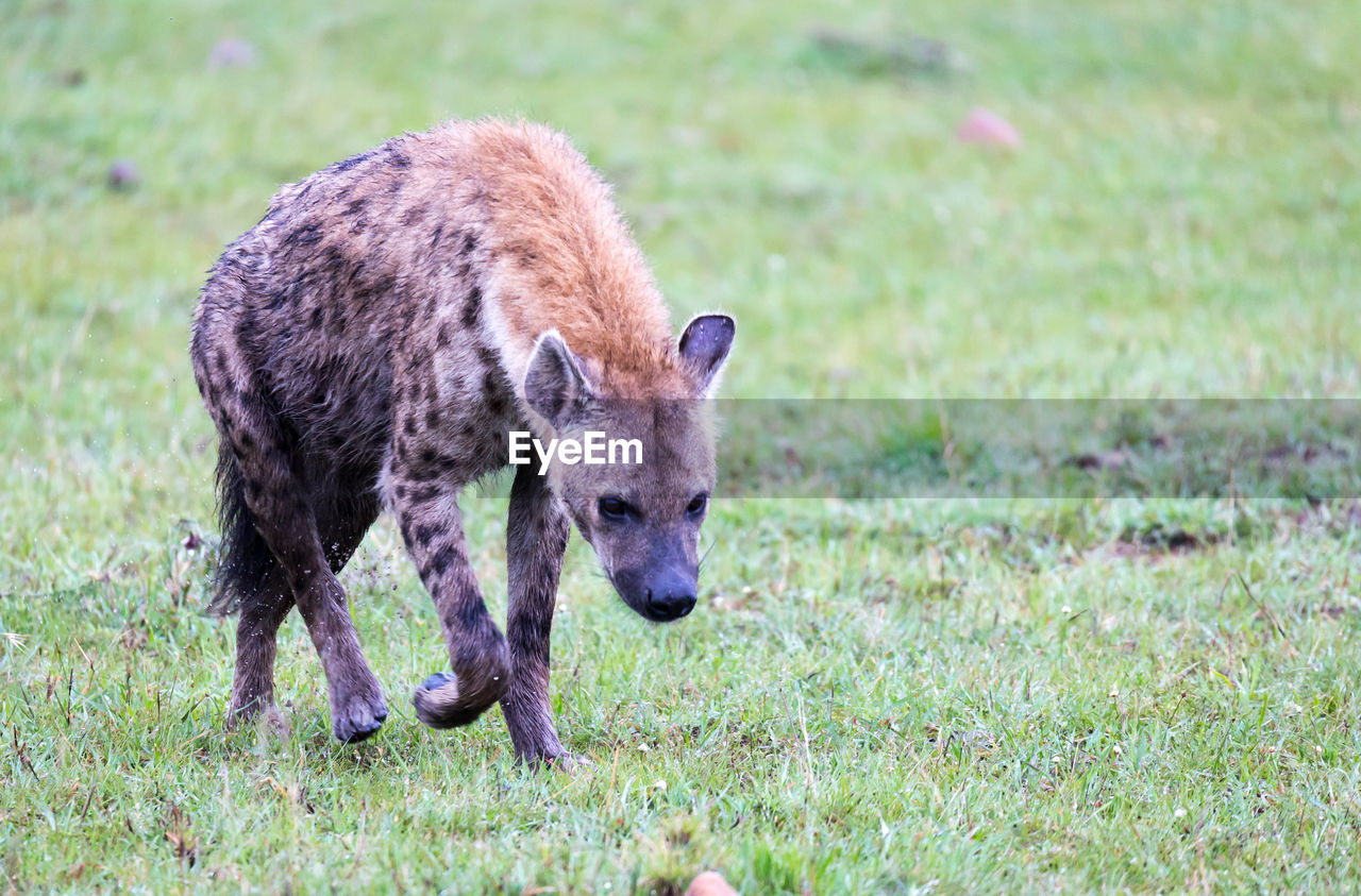 A hyena walks in the savanna in search of food