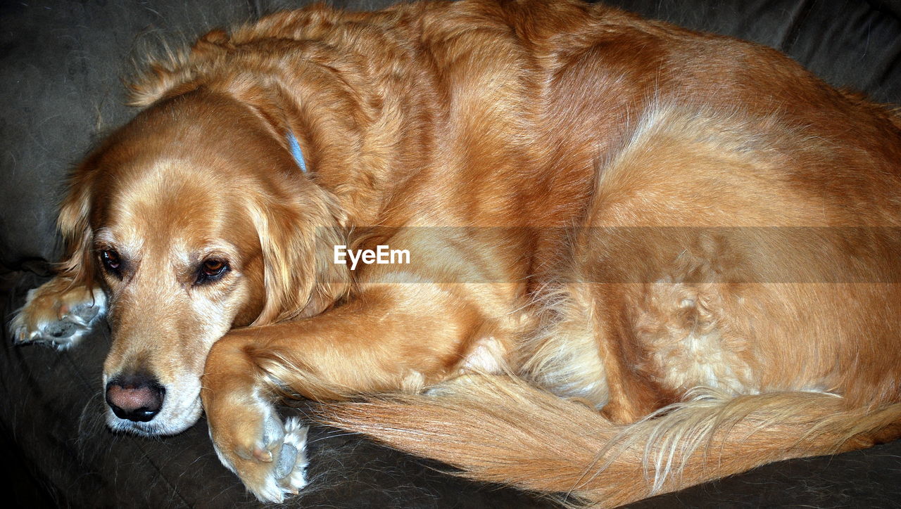 CLOSE-UP OF GOLDEN RETRIEVER