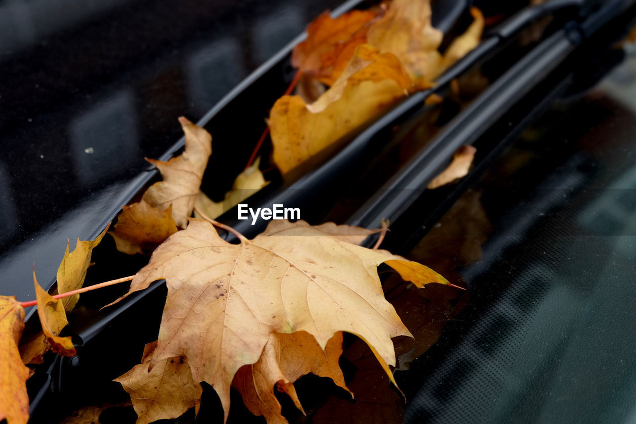 Close-up of dry maple leaves on the windshield wiper of a parked car. 