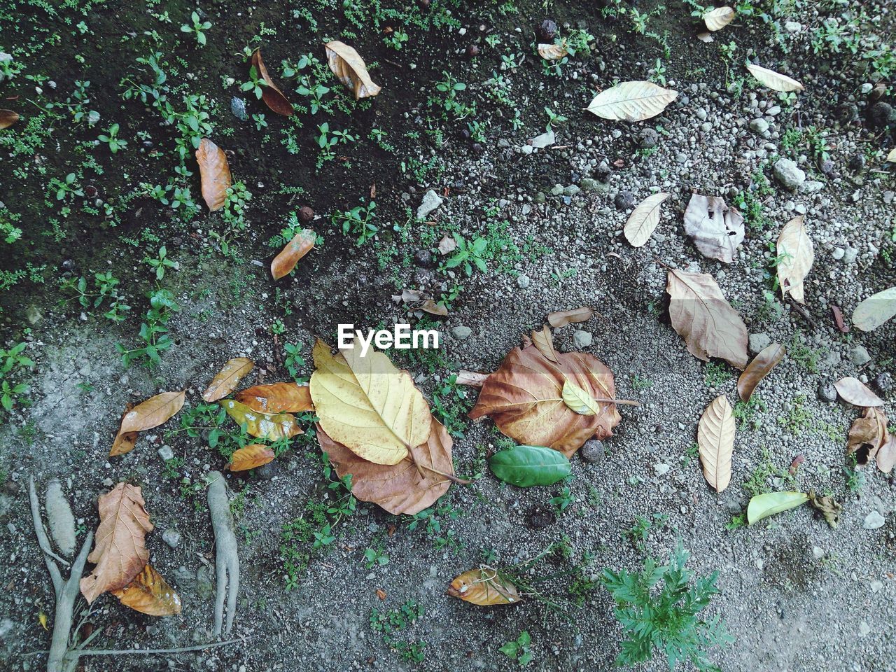 CLOSE-UP HIGH ANGLE VIEW OF LEAVES