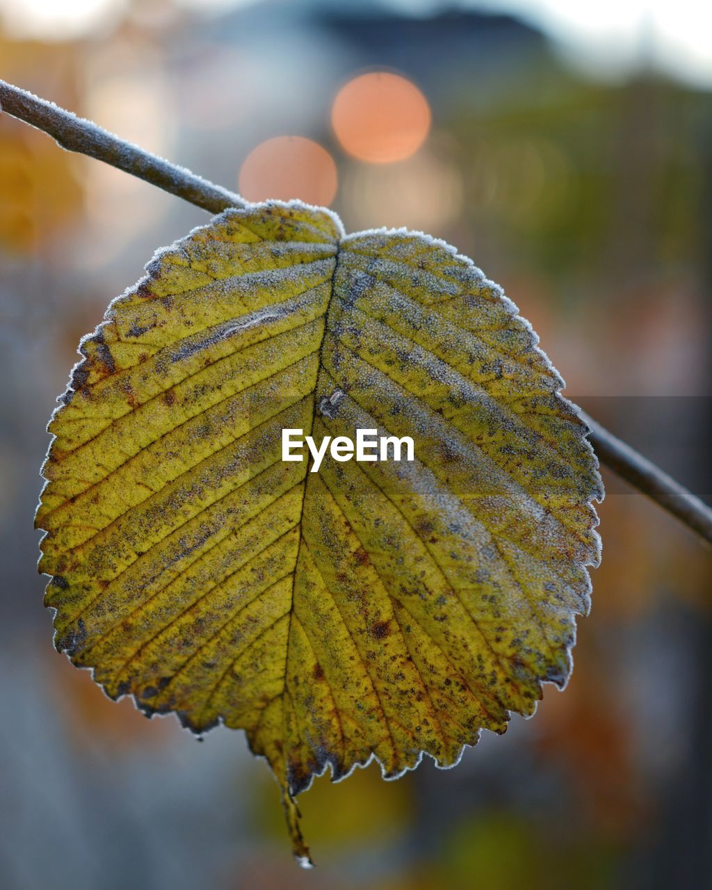 Close-up of water drops on leaf during autumn