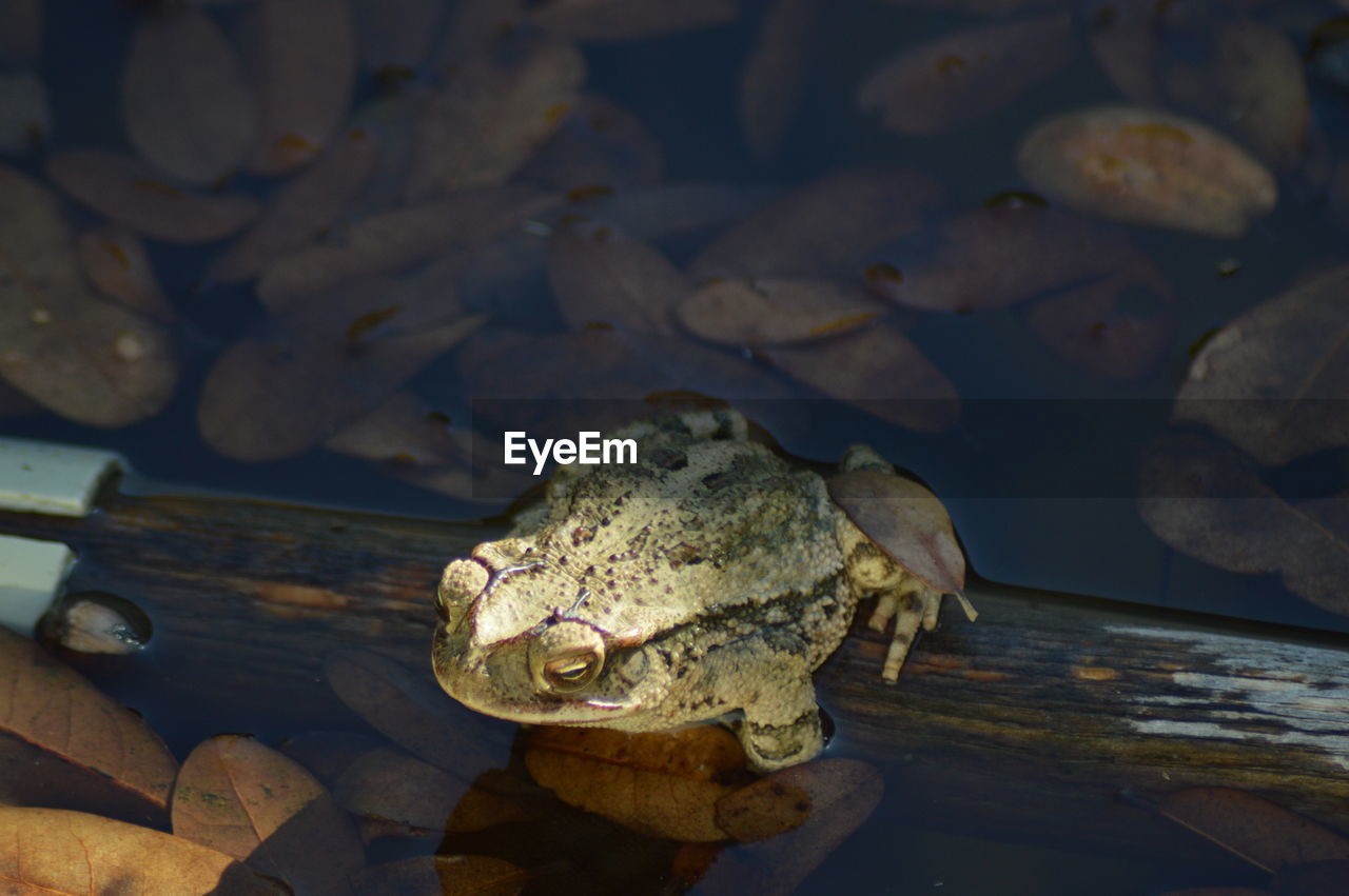 CLOSE-UP OF TURTLE IN SEA