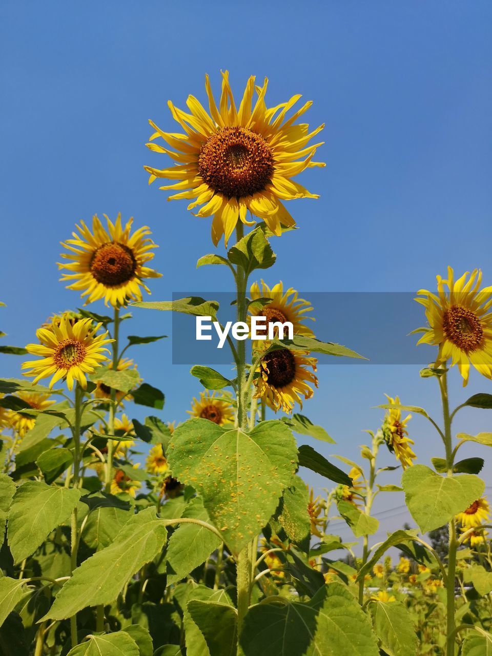 CLOSE-UP OF SUNFLOWERS ON FLOWERING PLANT