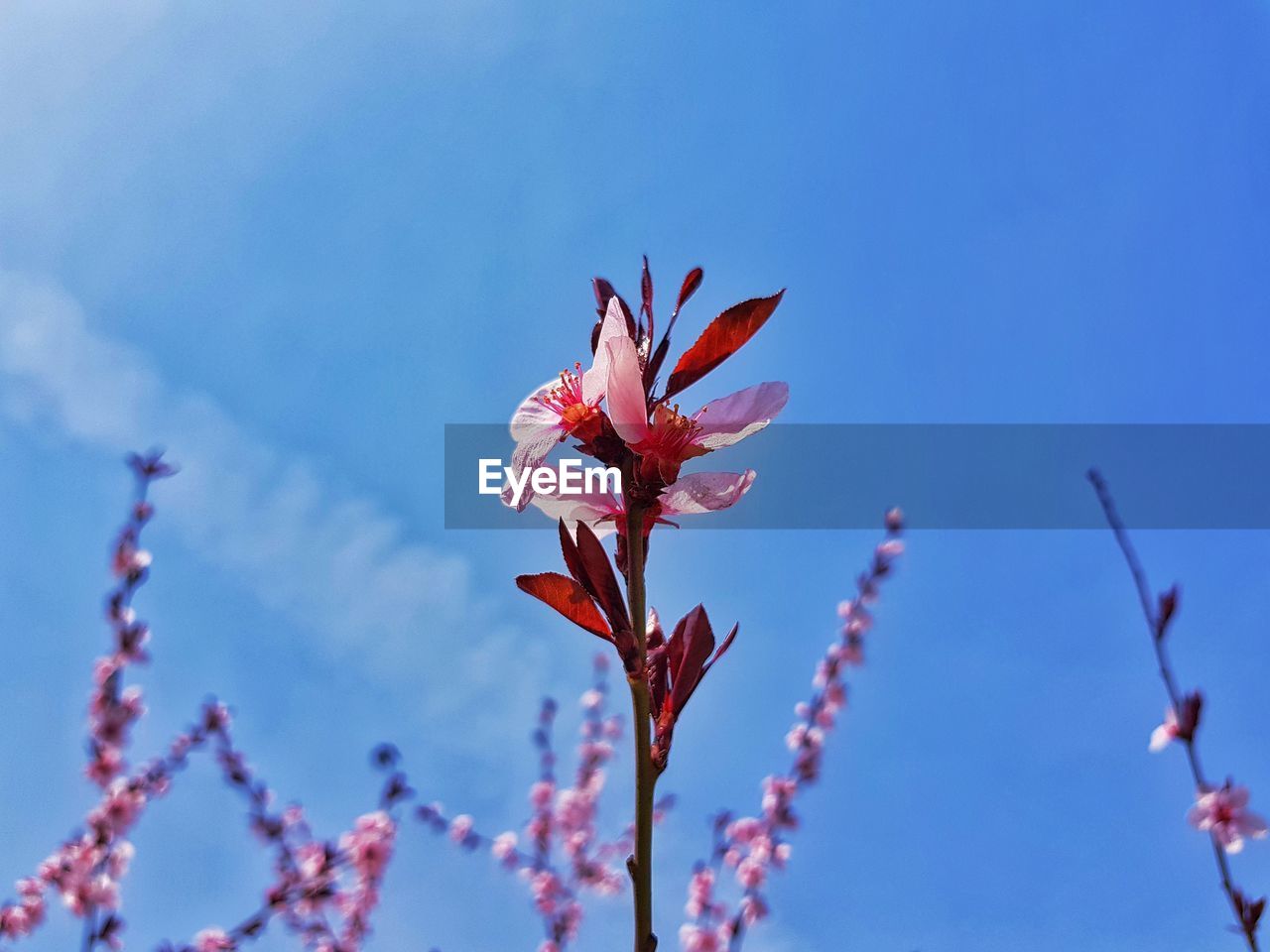 Low angle view of pink flowering plant against blue sky