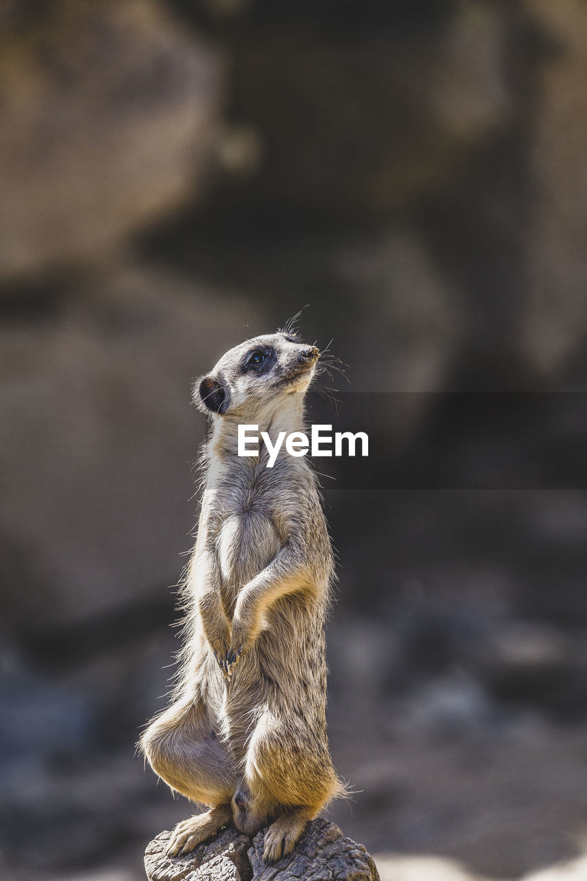 Meerkat portrait sitting on rock