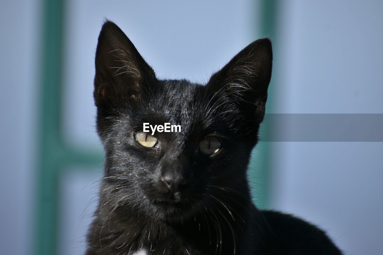 cat, black, pet, animal themes, animal, mammal, domestic animals, one animal, black cat, domestic cat, feline, whiskers, animal body part, small to medium-sized cats, portrait, felidae, close-up, carnivore, looking at camera, animal hair, no people, eye, blue, indoors, animal head, animal eye