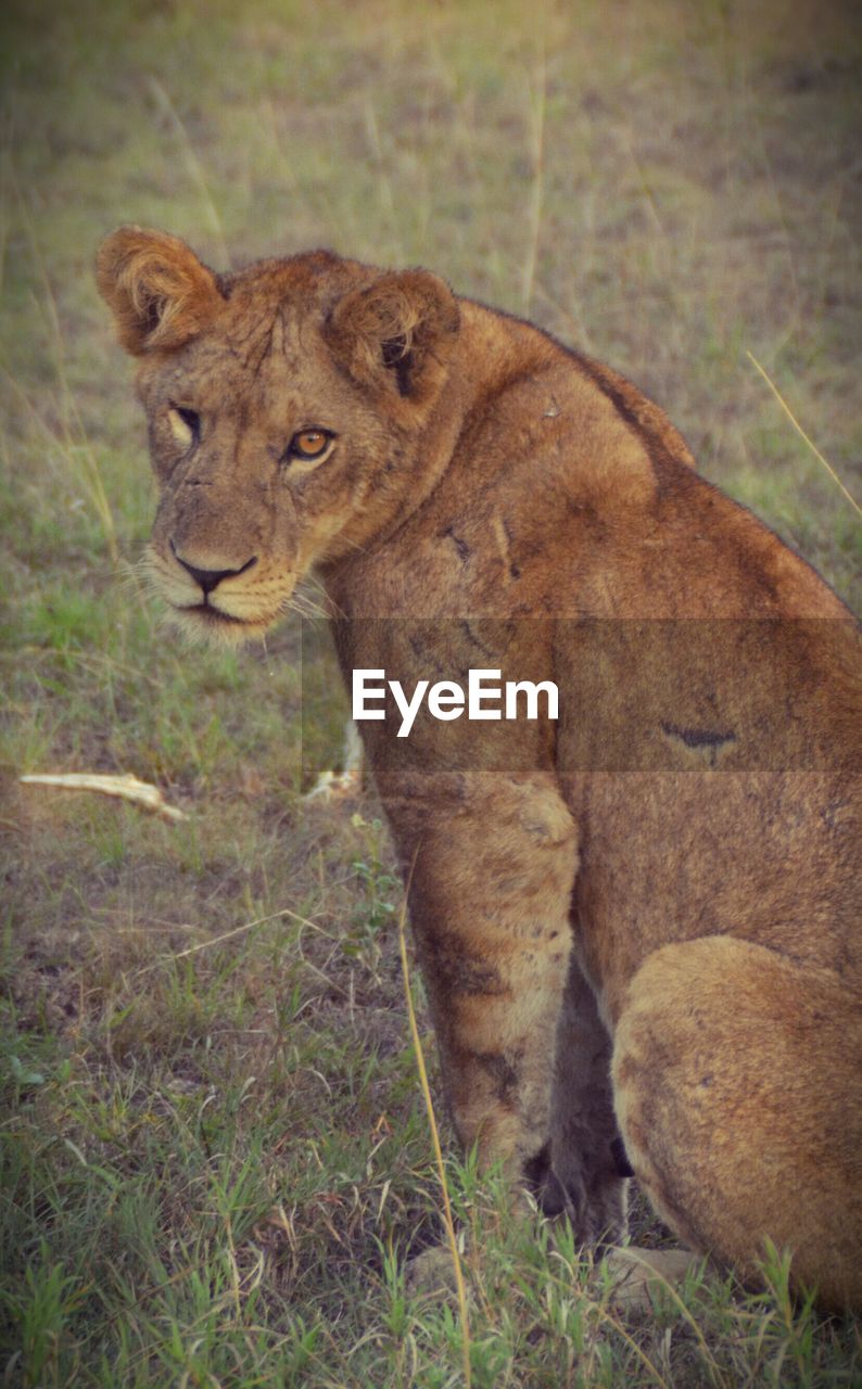 Close-up portrait of a lioness