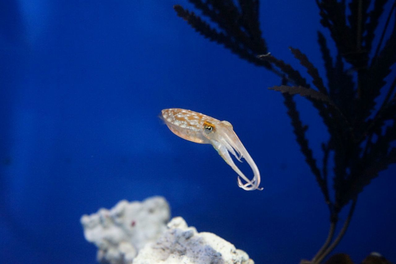 CLOSE-UP OF JELLYFISH SWIMMING IN WATER