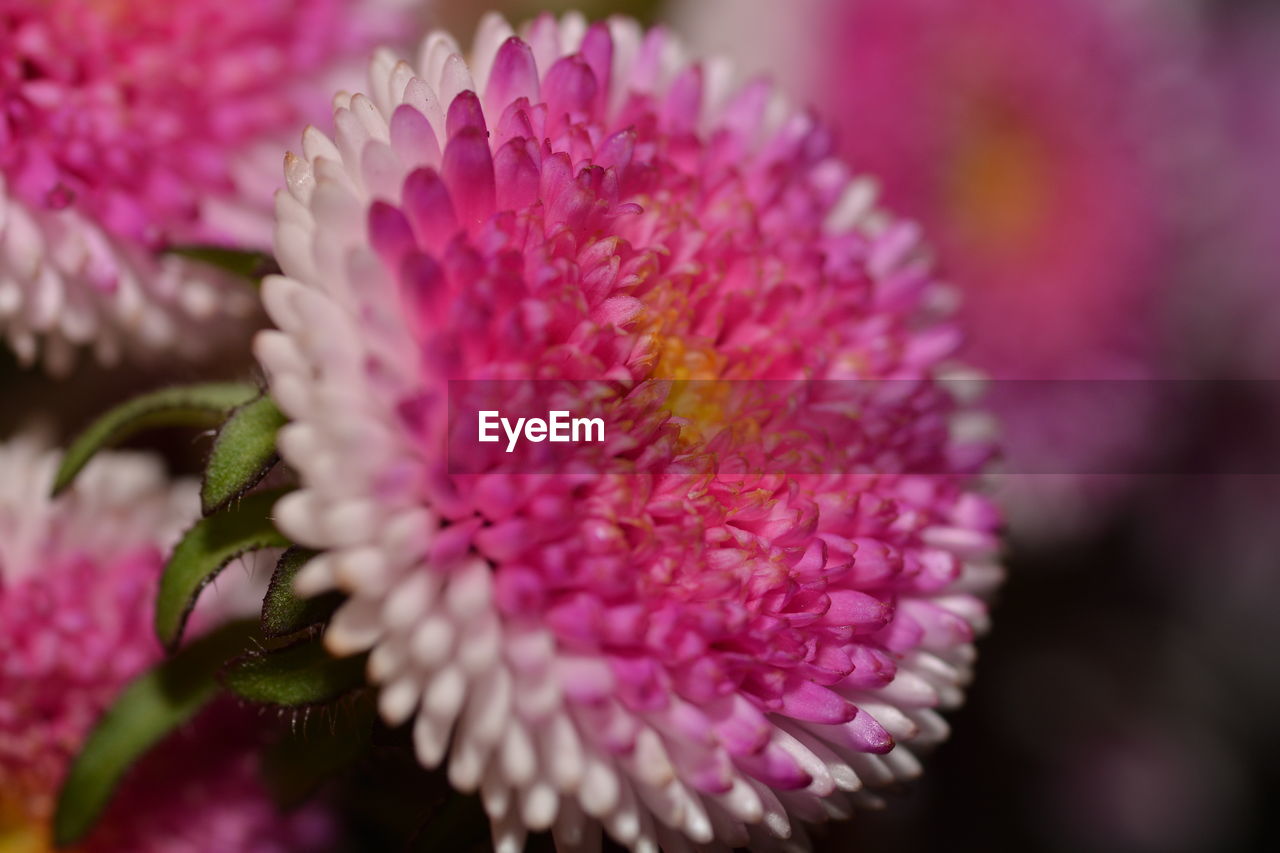 Extreme close up of pink flower