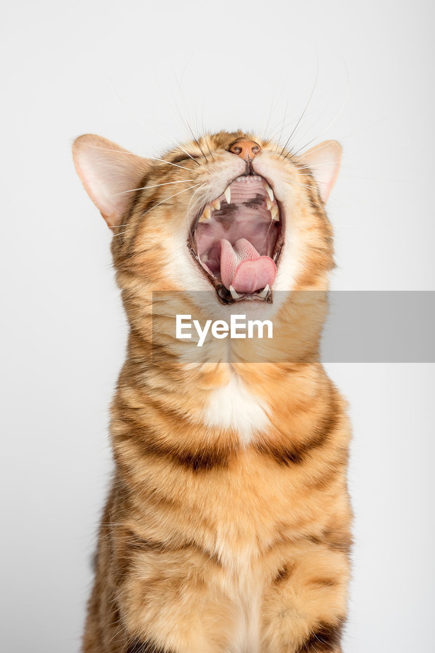 Yawning bengal cat on a white background. vertical shot.