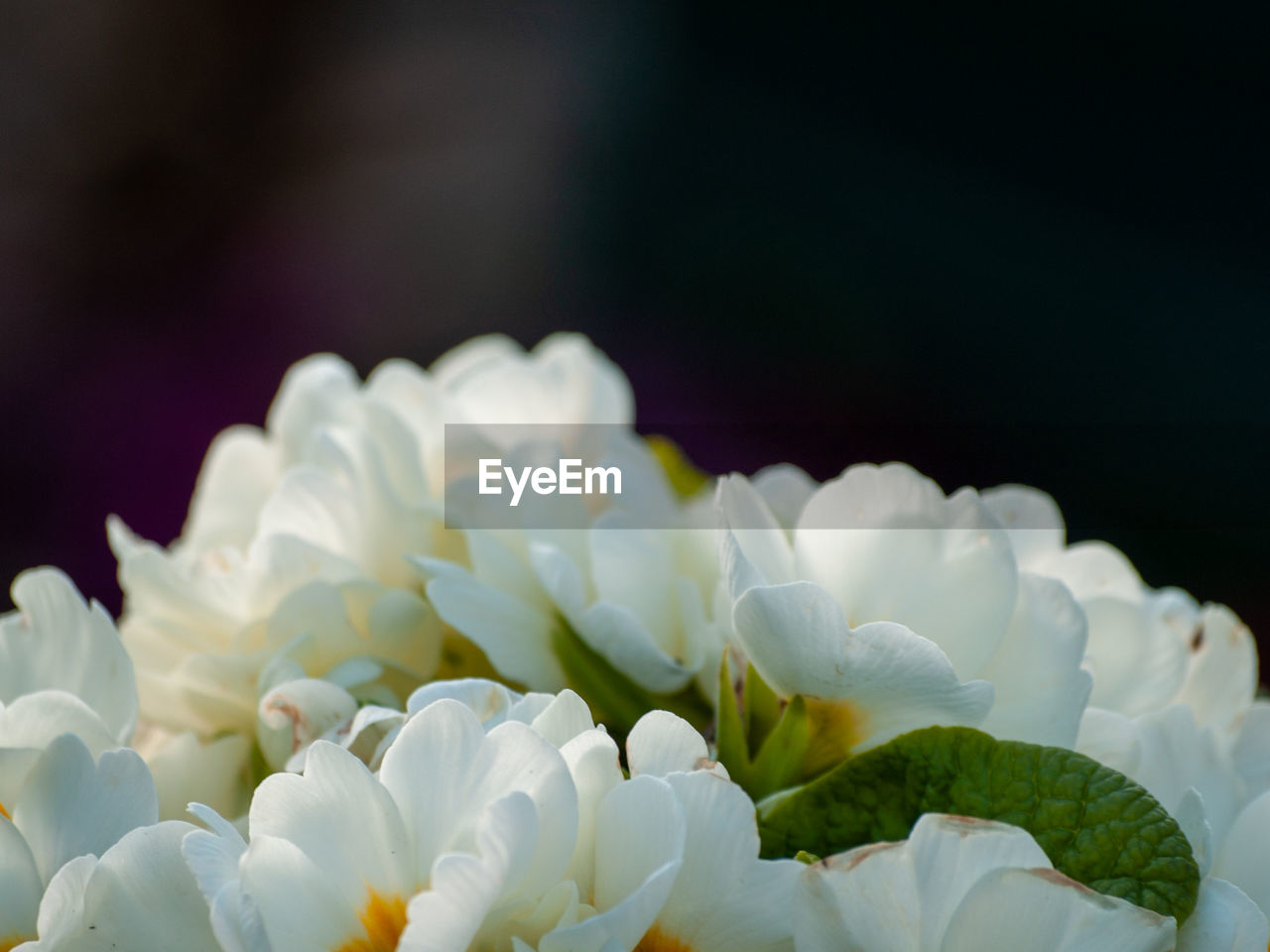 CLOSE-UP OF WHITE HYDRANGEA OUTDOORS