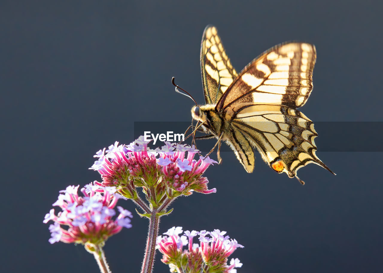 BUTTERFLY POLLINATING ON PURPLE FLOWER