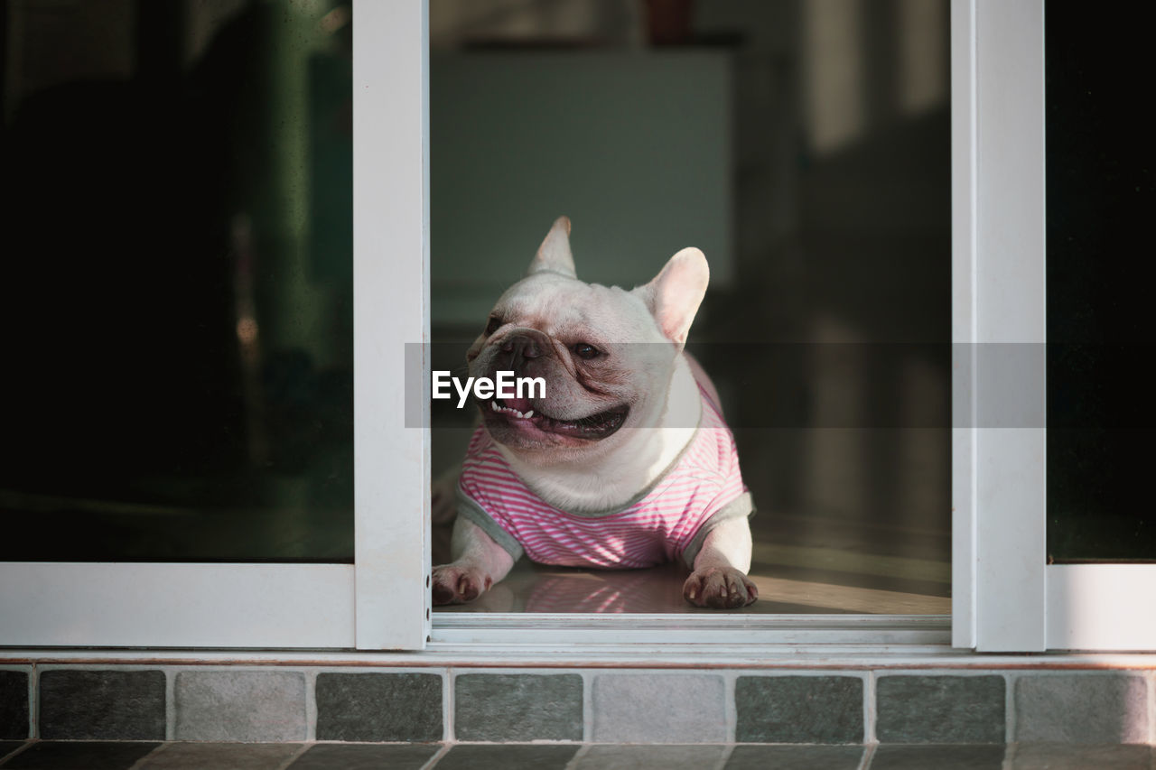 French bulldog smile and looking at camera.