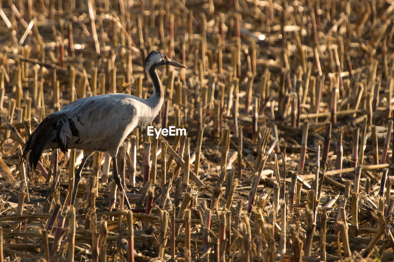 Sidelit single crane on field at sunny afternoon
