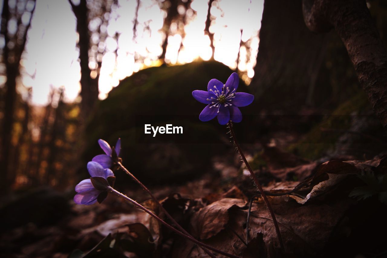 CLOSE-UP OF PURPLE CROCUS ON FIELD