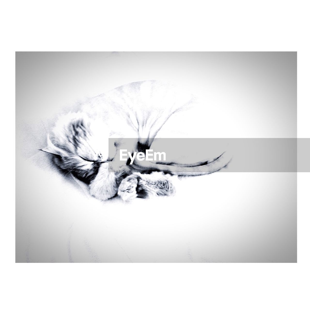 CLOSE-UP OF CAT SLEEPING