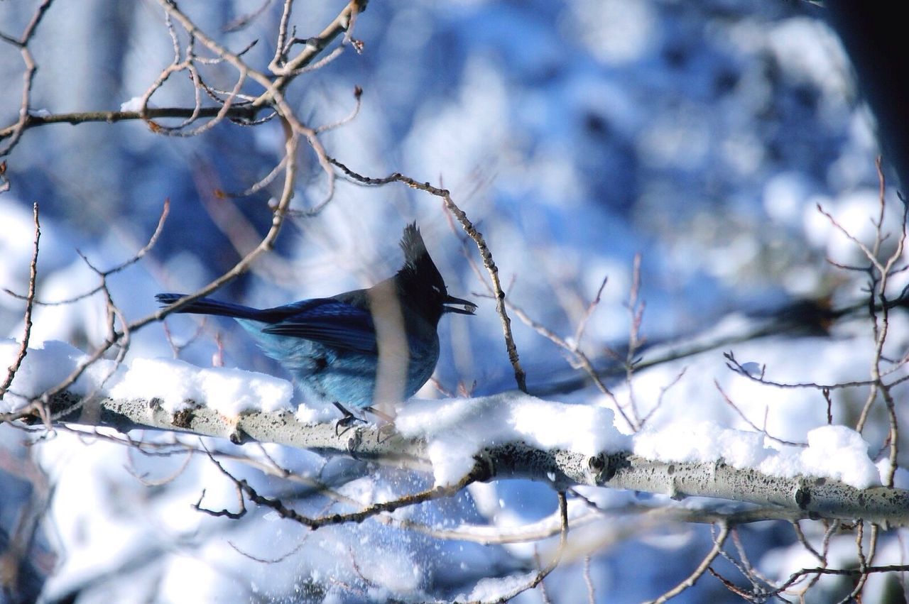 Stellers jay perching on branch during winter