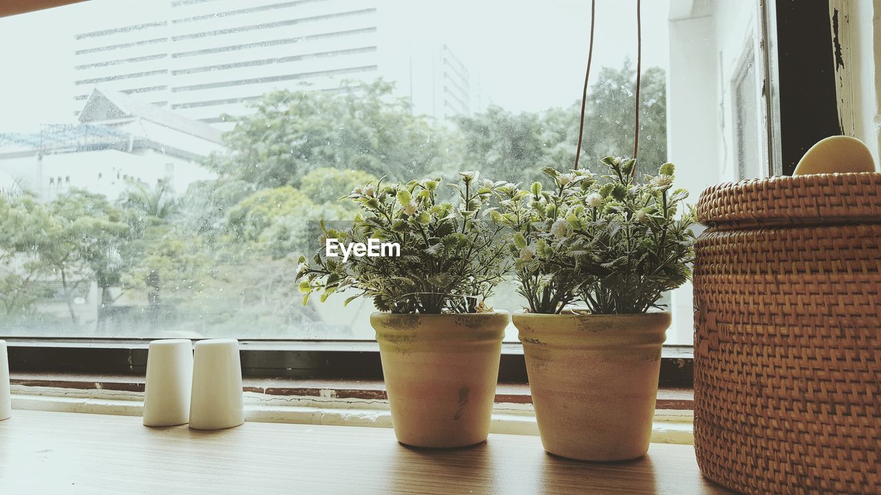 Potted plants by glass window on wooden table at home