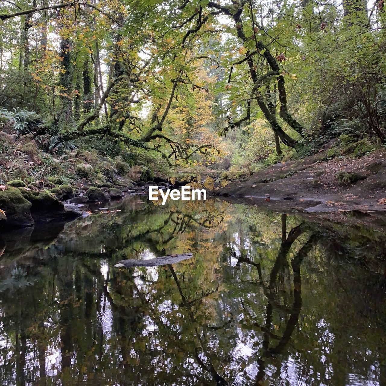 REFLECTION OF TREES ON WATER IN FOREST