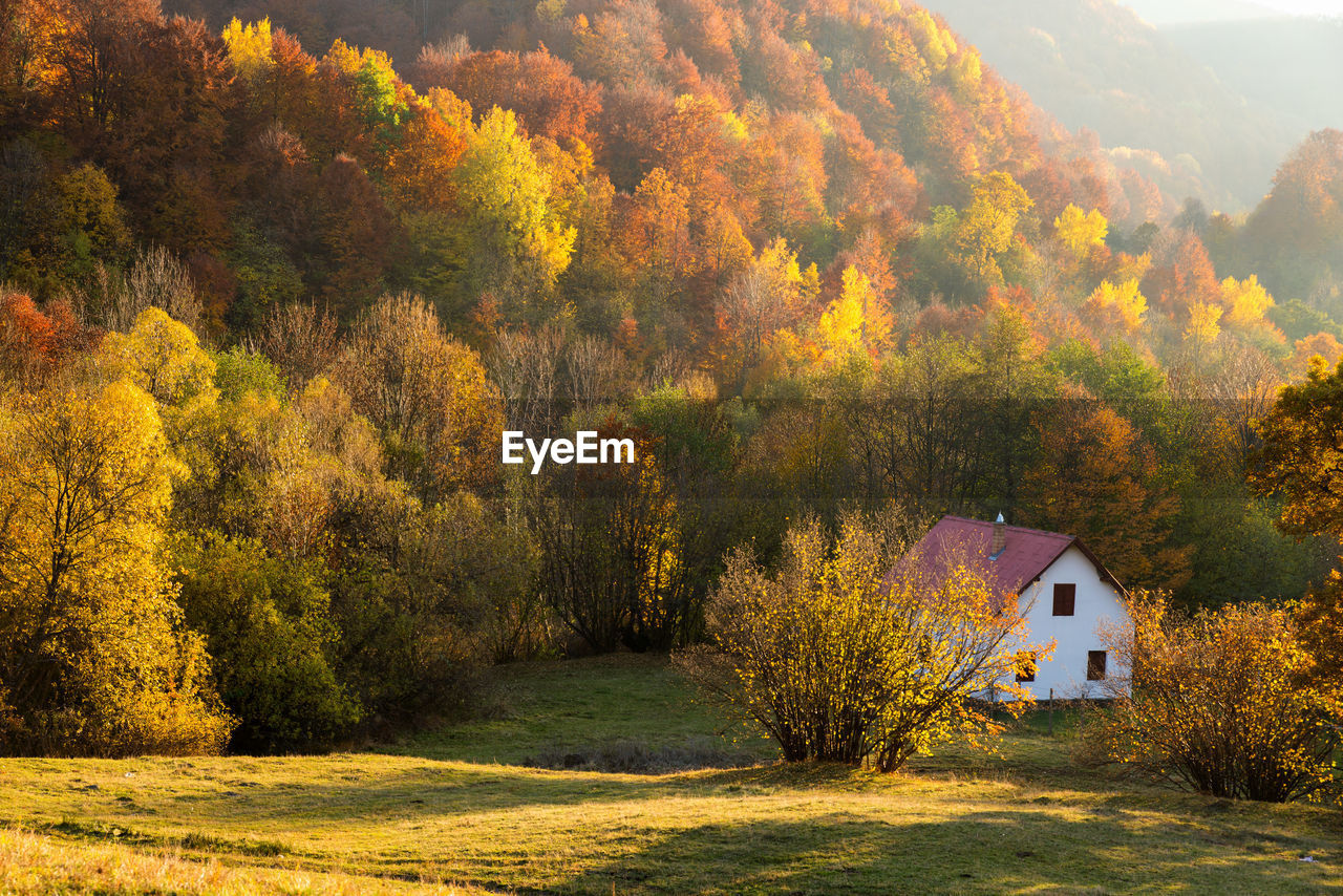 TREES AND PLANTS GROWING OUTSIDE HOUSE DURING AUTUMN